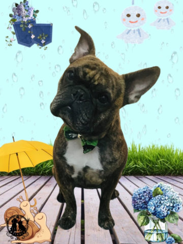 フレンチブルドッグ