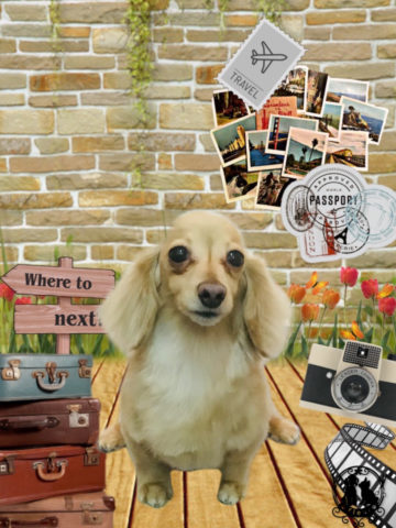 カニンヘンダックス