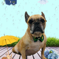 フレンチブルドッグ