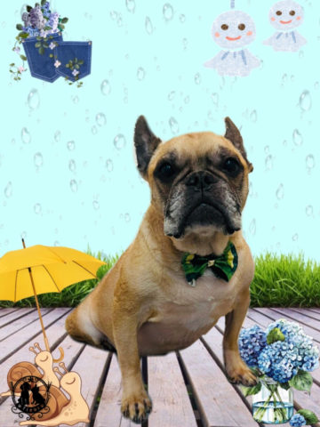 フレンチブルドッグ