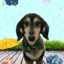 ミニチュアダックス