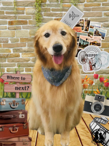 ゴールデンレトリバー