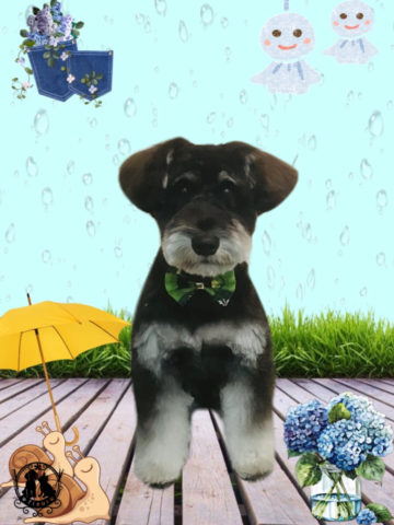 ミニチュアシュナウザー