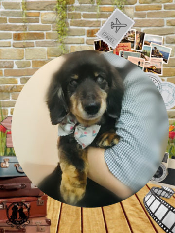 ミニチュアダックス