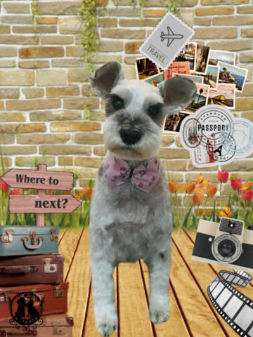 ミニチュアシュナウザー