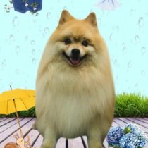 ポメラニアン