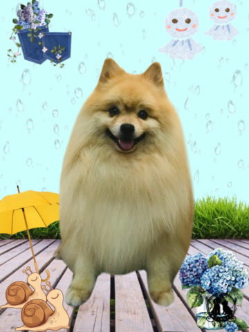ポメラニアン