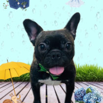 フレンチブルドッグ