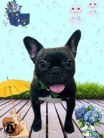 フレンチブルドッグ