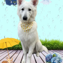 ホワイトスイスシェパード