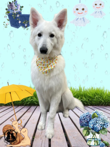 ホワイトスイスシェパード