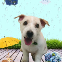 ジャックラッセルテリア