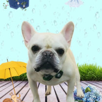 フレンチブルドッグ