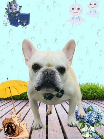 フレンチブルドッグ
