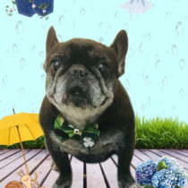 フレンチブルドッグ