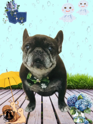 フレンチブルドッグ
