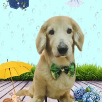 ミニチュアダックス