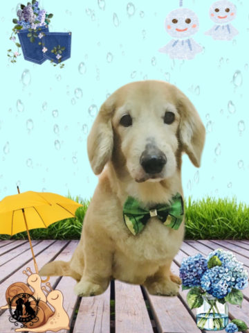 ミニチュアダックス