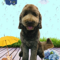 オーストラリアンラブラドゥードル