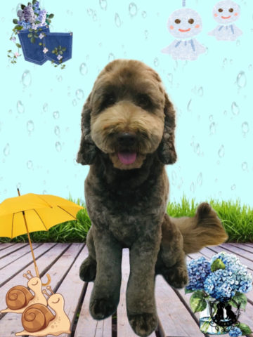 オーストラリアンラブラドゥードル