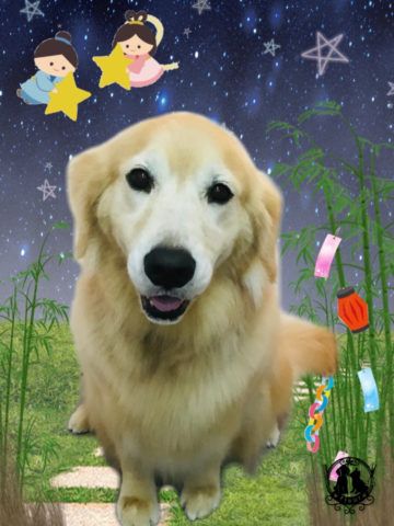 ゴールデンレトリバー