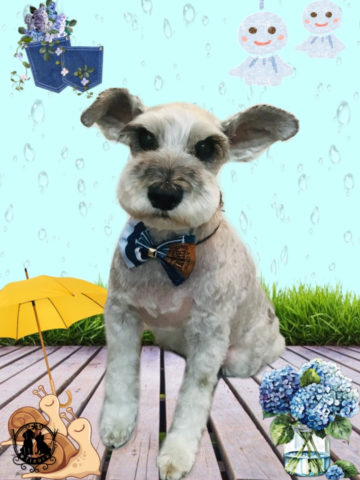 ミニチュアシュナウザー