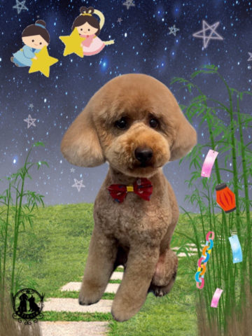 ミニチュアプードル