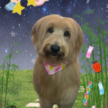 ゴールデンドゥードル