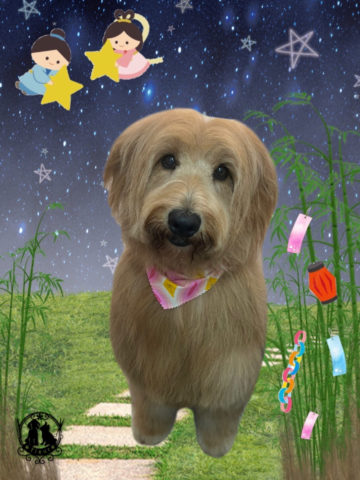 ゴールデンドゥードル