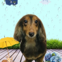 ミニチュアダックス