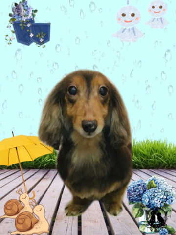 ミニチュアダックス