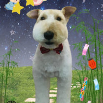 ワイアーフォックステリア