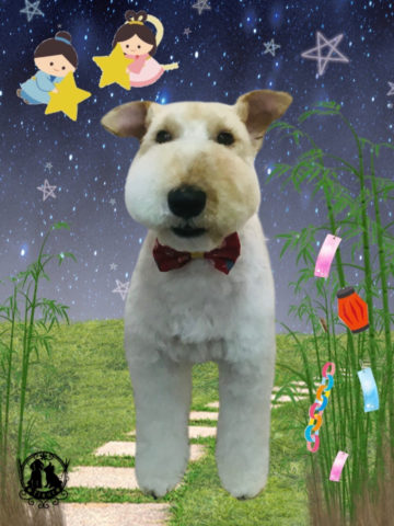 ワイアーフォックステリア