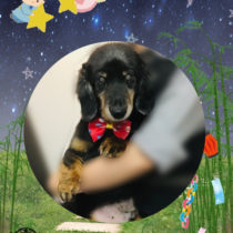 ミニチュアダックス