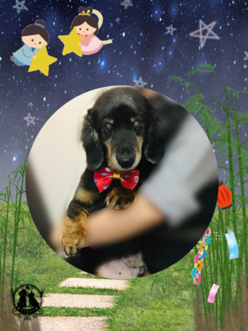 ミニチュアダックス