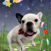 フレンチブルドッグ