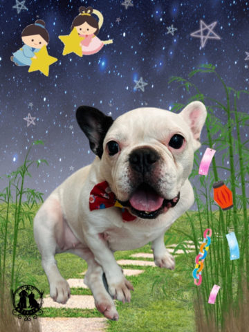 フレンチブルドッグ