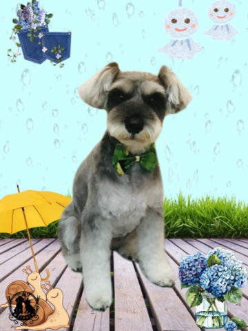 ミニチュアシュナウザー