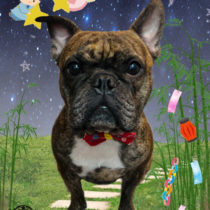 フレンチブルドッグ