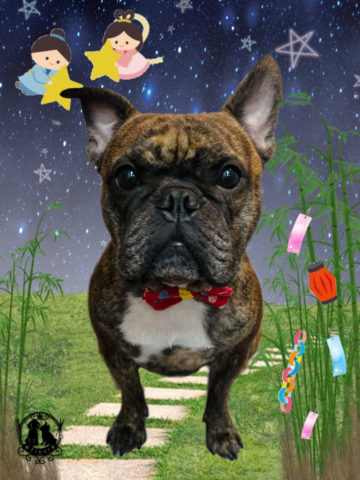 フレンチブルドッグ