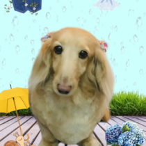 ミニチュアダックス