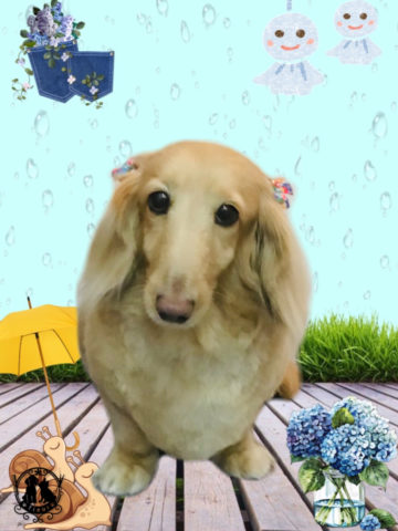 ミニチュアダックス