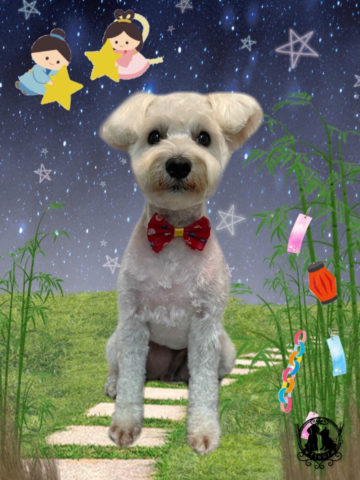 ミニチュアシュナウザー