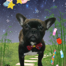 フレンチブルドッグ