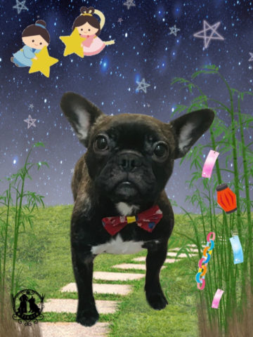 フレンチブルドッグ