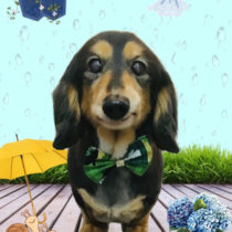 ミニチュアダックス