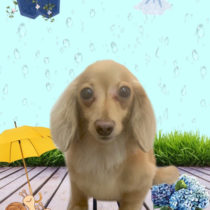 カニンヘンダックス