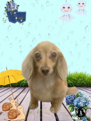 カニンヘンダックス