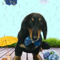 ミニチュアダックス