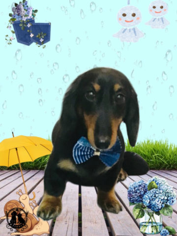 ミニチュアダックス